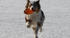 Хто є власником у домі: як стати лідером для вашої собаки